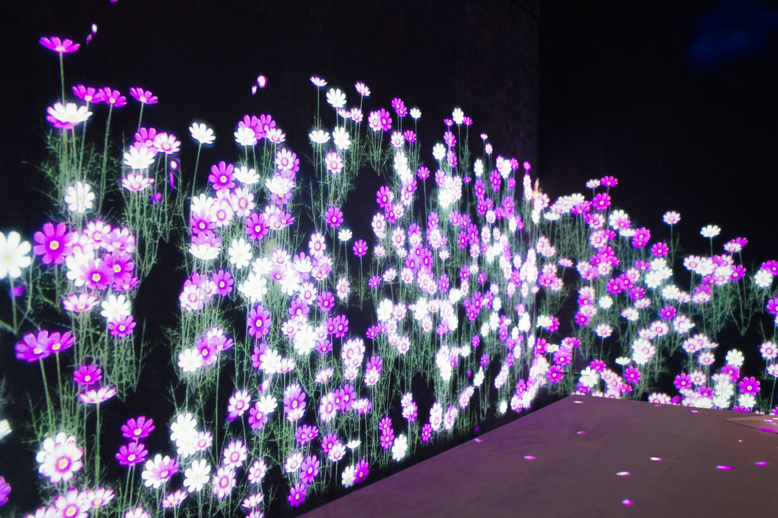 MoonFlower Sagaya 11.jpg